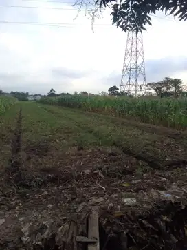 Dijual sawah ukuran 1.843+3.412m2