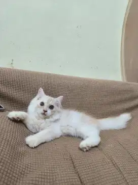 Kucing Mainecoon jantan lucu ganteng