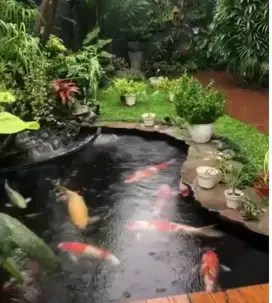 Kolam ikan dan filter