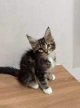 Mainecoon Betina Kitten