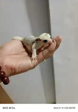 Sugar glider  mana tau cocok