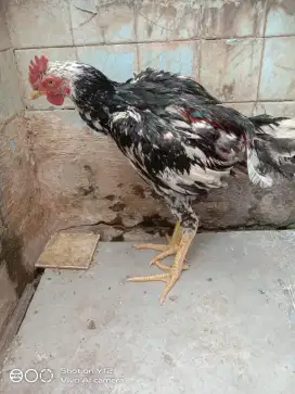 Ayam bangkok selatan panat