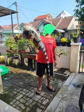 Iguana jantan super jumbo ukuran 180cm