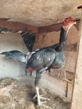 Dijual Ayam muda  Bangkok Pama