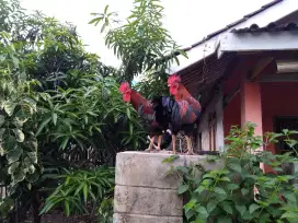 Ayam Kampung Untuk Potong Atau Ternak