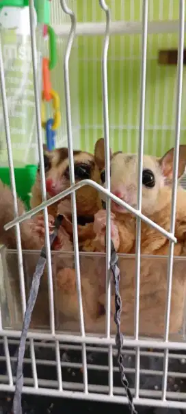 Sugar Glider SEPASANG DEWASA