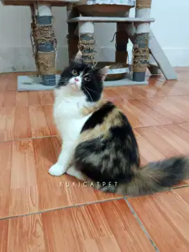 Kucing Persia Calico / Kitten Persia Calico Longhair (Baca Deskripsi)