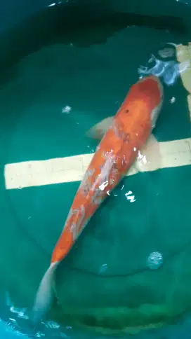 Ikan koi GOSHIKI import non serti 45cm