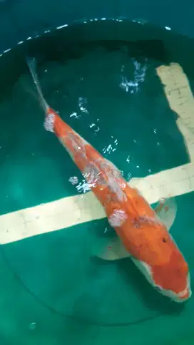 Ikan koi Goshiki 45cm import non serti