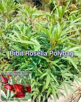 Bibit Rosella Sudah Tumbuh Subur