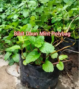 Bibit Mint Sudah Tumbuh Subur