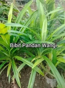 Bibit Pandan Wangi