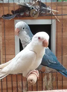 monk parrot vio x albino