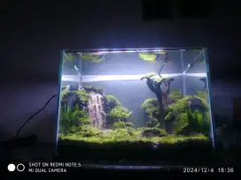 Aquarium Aquascape minimalis