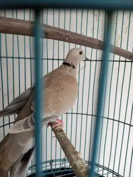 Burung puter pelung 5 ekor