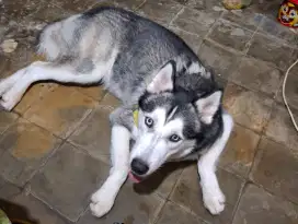 ALUSKY ( ALASKA MALAMUTE X SIBERIAN HUSKY)