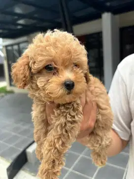 ANAK ANJING RED TOY POODLE