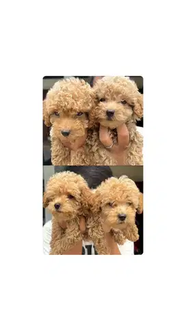 ANAK ANJING RED TOY POODLE BETINA DAN JANTAN