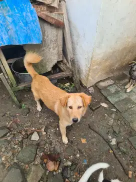 Anjing golden mix