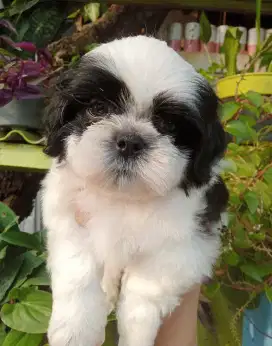 Anjing shihtzu sitsu sitzu