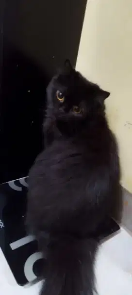 Kucing Persia Hitam