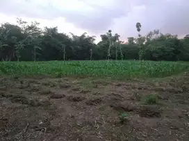 Tanah kebun siap Tanam