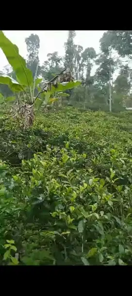 Dijual Murah Kebun Teh Produktif 1454 m, Darangdan, PWK.