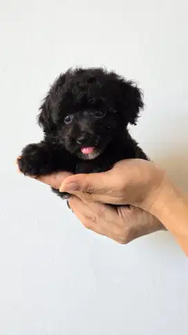 Poodle Betina Black