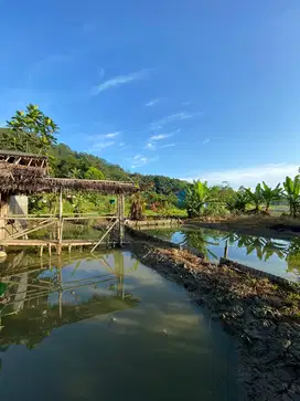 Dijual tanah/empang murah di desa batujajar cigudeg bogor