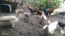 Ayam kampung dan bebek