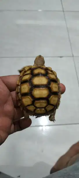 Kura-kura Sulcata