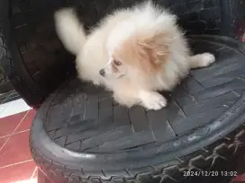 Anjing Mini pom