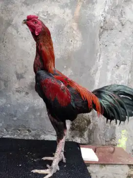 Ayam Bangkok Silangan.