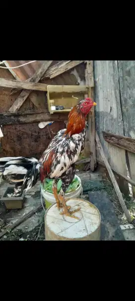 Dijual ayam video ready