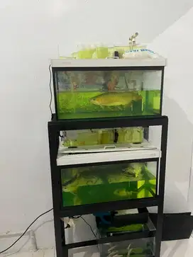 2 set Aquarium 60x35x45cm plus kaki