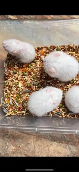 Anakan Hamster Winter white mata merah