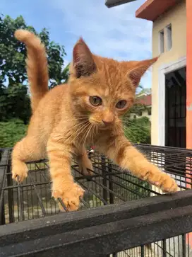 KUCING RAS MAINECOON, 2 JANTAN ORANGE DAN 1 BETINA TORTIE (KITTEN)