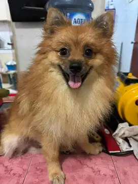 Mini Pomeranian Jantan