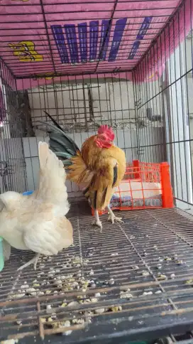 Ayam Serama Selam cebol gagah (Bukan Kate)