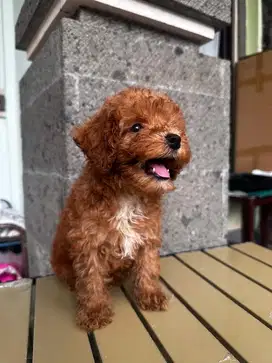 Red poodle 2bulan jantan