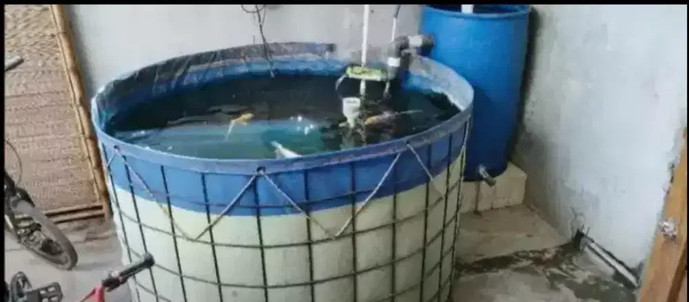 Kolam Terpal Koi D150cm beserta filtrasinya