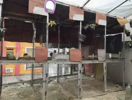 Burung perkut bangkok
