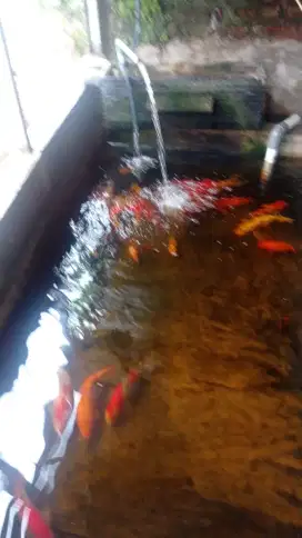 Ikan koi berbagai ukuran 13-40 cm