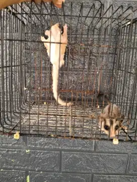 Sugar glider sepasang minusan