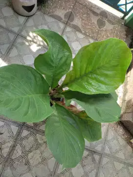 ANTHURIUM JEMANI SIZE BESAR DAUN BULAT TEBAL