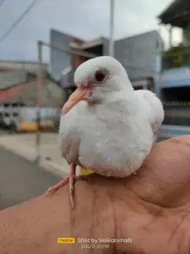 tekukur albino / derkuku albino jinak berkualitas