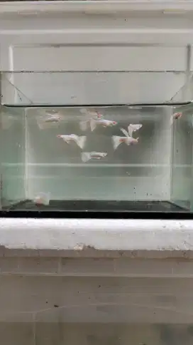 Ikan Guppy Albino Platinum