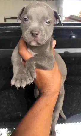 Pitbull Puppy Blue Nose Jantan