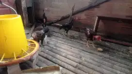 Ayam bangkok anakan per ekor 80k