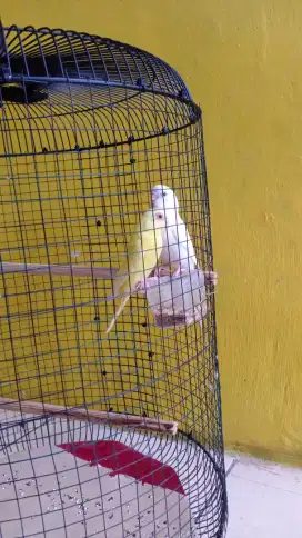 Sepasang Burung Parkit Mata Merah